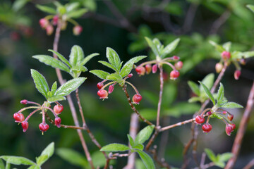 コヨウラクツツジ（北海道・知床）