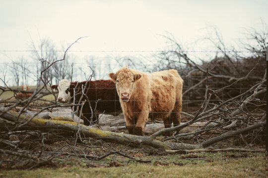 A Highland Cow Looking Through A Barb Wire Fence