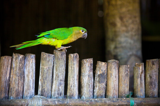 Green and Yellow Bird Walking on Fence