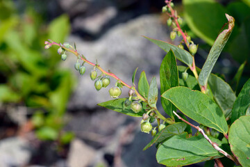 ハナヒリノキ（北海道・知床）