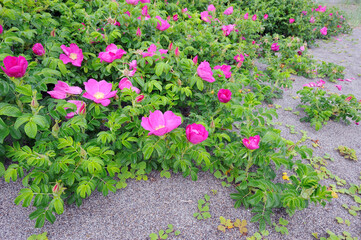 ハマナスの群落（北海道・小清水町）