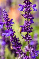 Lavender flowers with bees close up 