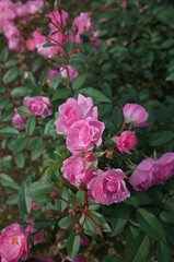 Light Pink Rose Flower in Full Bloom
