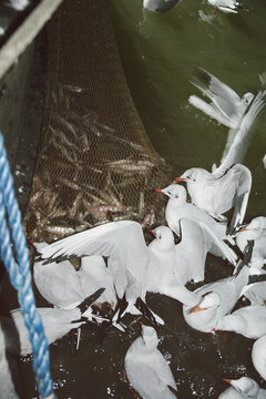 Seagulls catching fish through fishing net