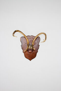 Animal Skull as wall decor