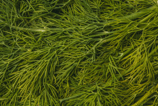 Fresh Dill