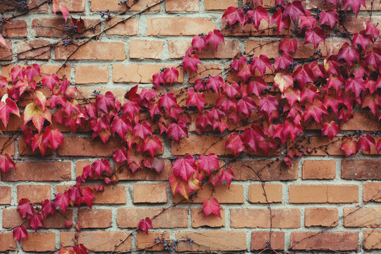 Old bricks wall covered with red ivy leaves