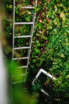 Ladder and window with vines