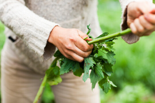 Harvesting Quinoa on Organic Farm