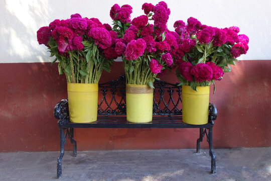 Three buckets on bench full of colorful cockscomb flowers