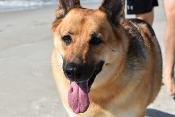 german shepherd at the beach 