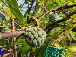 custard apples on a tree