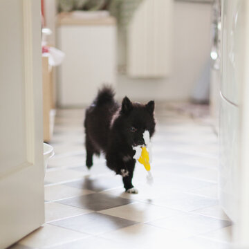 Pomeranian puppy pet running with rubber toy in her mouth