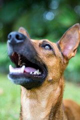 Happy curious smiling dog Mixed breed looking up, isolated on green nature background