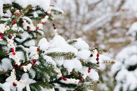 snow covered fir tree decorated with cranberry and popcorn garland - Powered by Adobe