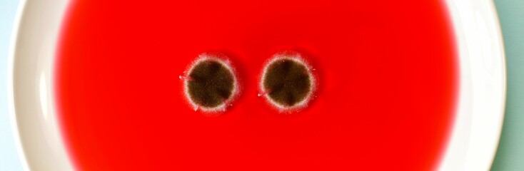 Panoramic image of two round fluffy eye of brown mold fungus with white edging in red solution on a crumpled background.