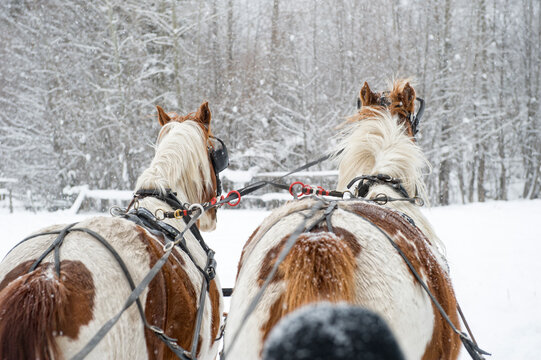 Sleigh Horses