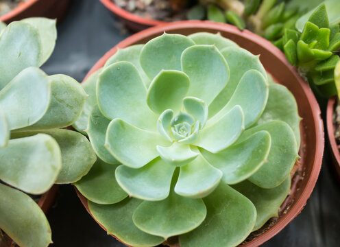 Green rosette succulent in red plant pot