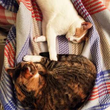 Overhead shot of two cats sleeping together in woolen blanket