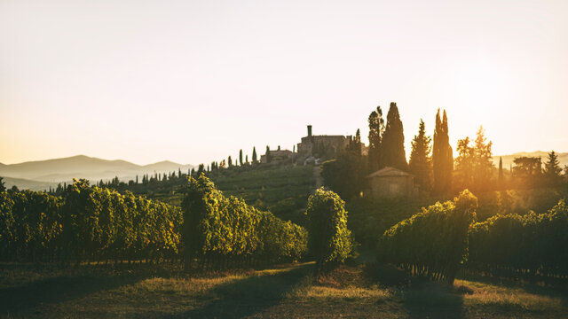 Vineyards of ole Tuscany