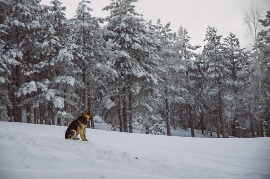 Dog standing in the snow