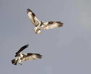 osprey in flight