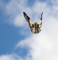 osprey in flight