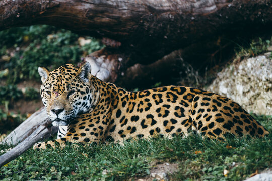 jaguar
