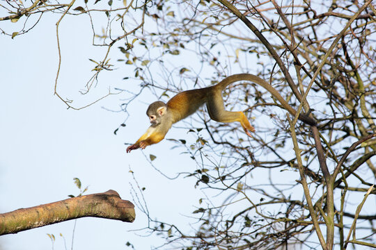 Peruvian squirrel monkey jumping around up in a tree