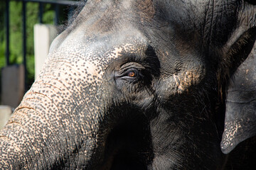 Asian female elephants beg for food at a zoo in Liaoning, China
