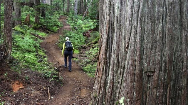Woman Hiking Through Lush Rain Forest