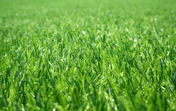 close up of artificial grass / background for text or image
