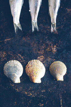 Fish tails and sea shells