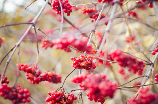 red berries in winter
