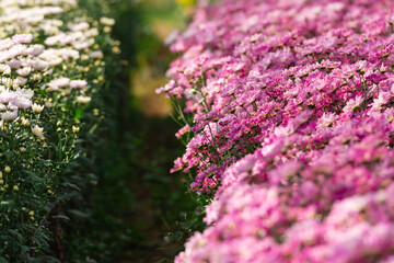Beautiful chrysanthemums blooming in the garden