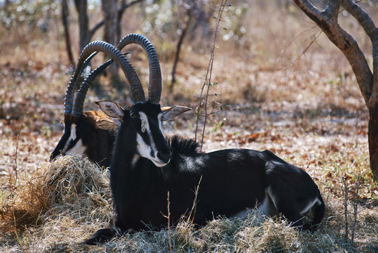 rare black sable bull