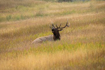 Large bull elk laying down bugling