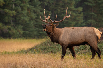 Obraz premium A large bull elk bugling looking towards you