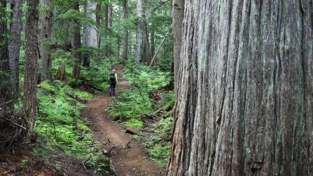 Woman Trekking Through Lush Rain Forest