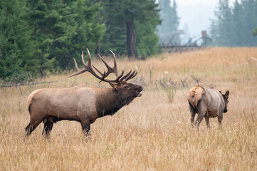 Naklejka na ściany i meble Bull elk bugling to his cow elk 