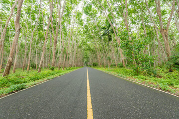 Fototapeta na wymiar Beautiful tree lined road in the Tunnel of Trees on a drive through