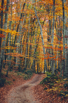 Autumn scene. Road in the middle of forest.