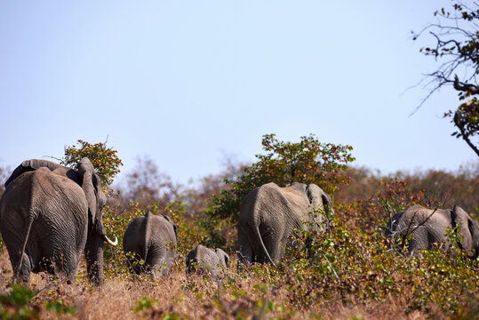 Herd of elephants