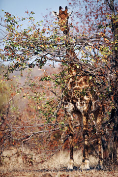 Africa giraffe eating