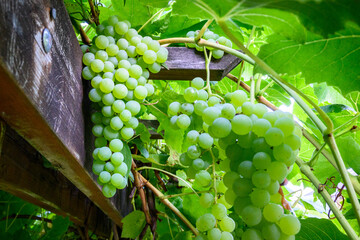 White grapes growing on vines on a wood arbor, viewed from underneath
