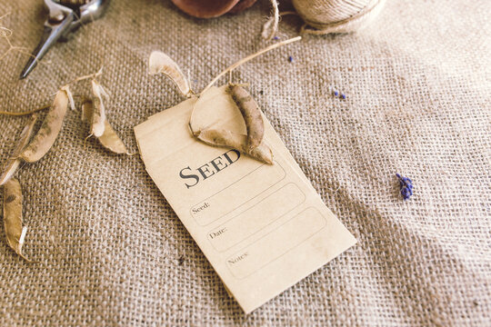 Collecting Sweet Pea Seed