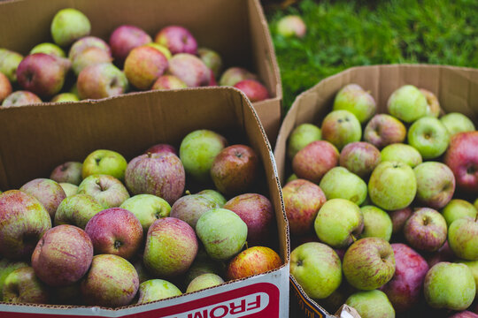 Boxes of picked apples