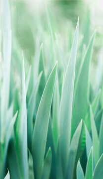 Vertical Iris leaves background