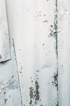 White paint peeling off a galvanized iron sheet.