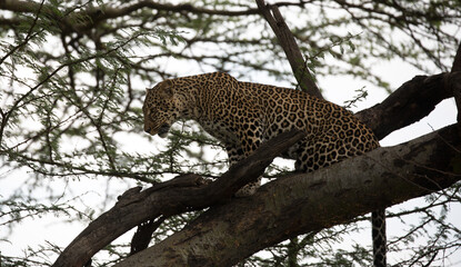 Fototapeta na wymiar A leopard (Panthera pardus) resting in the late afternoon - Kenya.